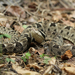 Bothrops lanceolatus - Photo (c) Vincent Rufray, μερικά δικαιώματα διατηρούνται (CC BY-NC), uploaded by Vincent Rufray
