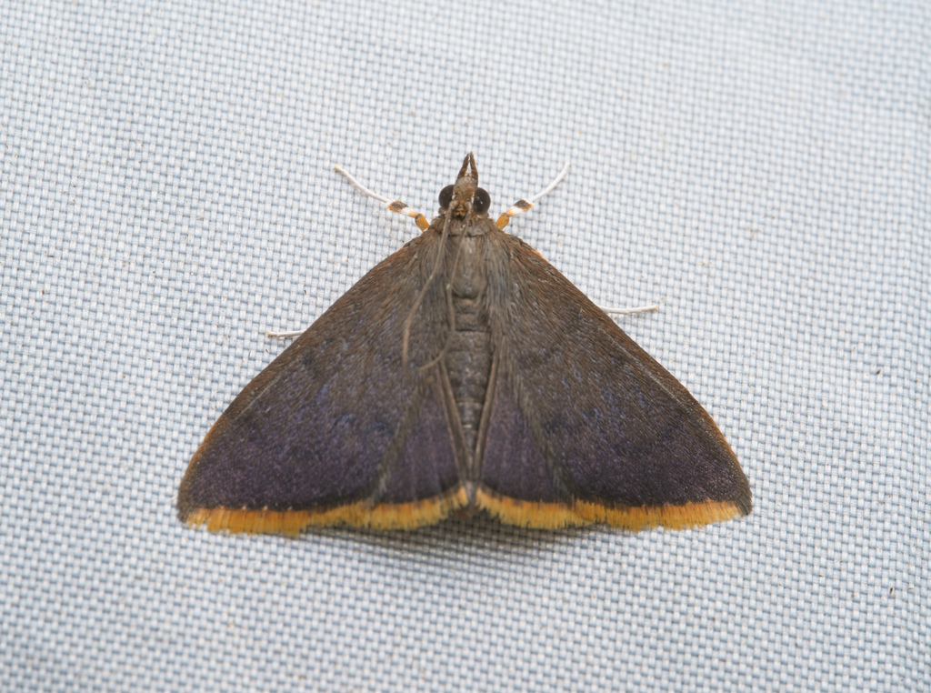 Circobotys obscuriptera