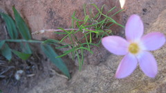 Oxalis polyphylla