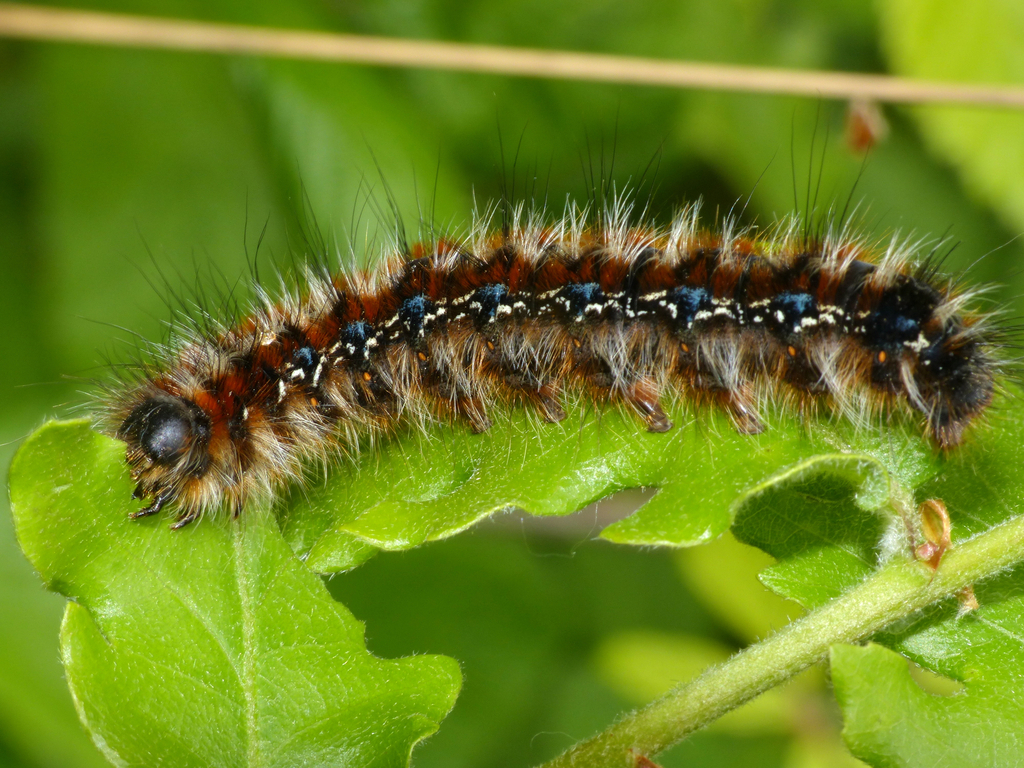 Eastern Eggar