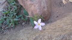 Oxalis polyphylla