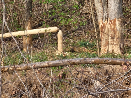 American Beaver photographed in Indiana