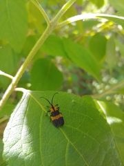 Calopteron discrepans