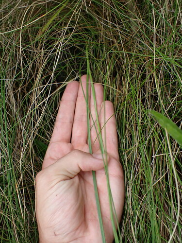 Image of Moraea albicuspa by (c) Ren Hoekstra, some rights reserved (CC BY)