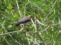 Melanerpes aurifrons