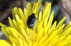 Sehirus cinctus cinctus