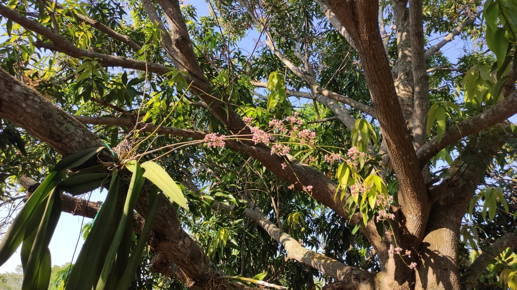 Trichocentrum carthagenense