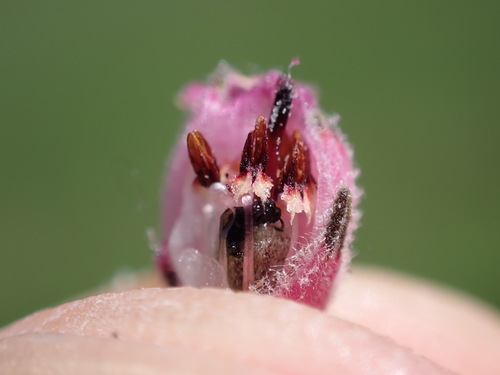 Image of Erica cooperi by (c) Ren Hoekstra, some rights reserved (CC BY)