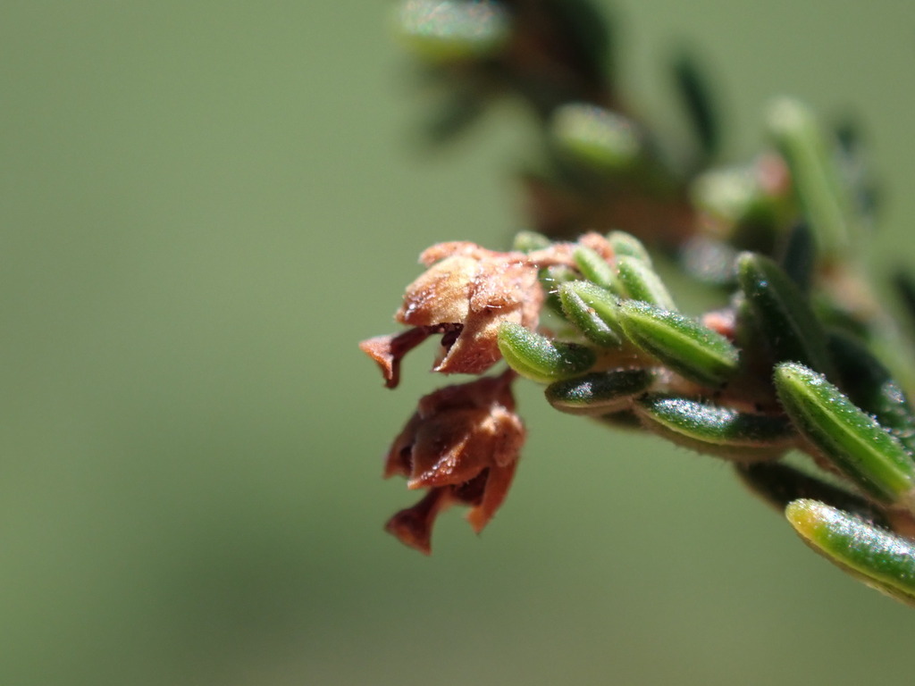 Erica ebracteata