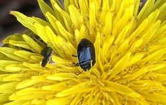 Sehirus cinctus cinctus