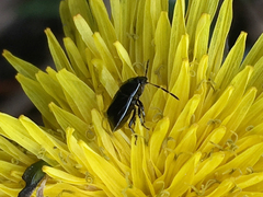 Sehirus cinctus cinctus