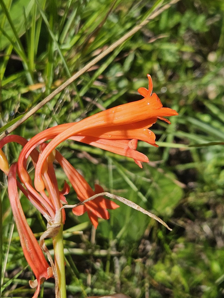 Cyrtanthus macowanii, Joe Gqabi District Municipality, South Africa