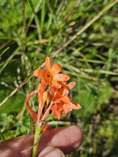 Cyrtanthus macowanii