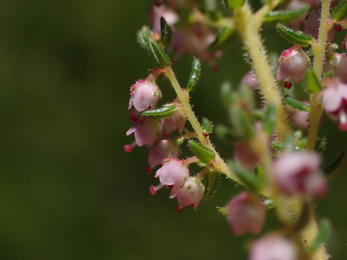 Image of Summer Heath (Erica aestiva) by (c) Ren Hoekstra, some rights reserved (CC BY)