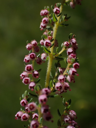 Summer Heath (Erica aestiva)