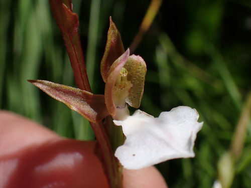 Image of Neobolusia tysonii by (c) Ren Hoekstra, some rights reserved (CC BY)