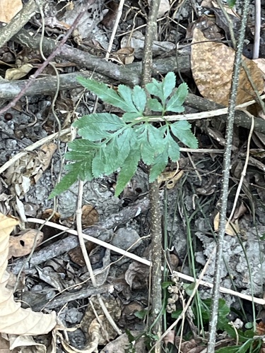Pteris ensiformis