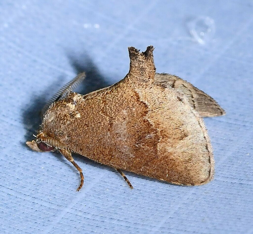 Chalenata quella
