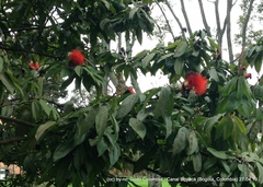 Calliandra trinervia