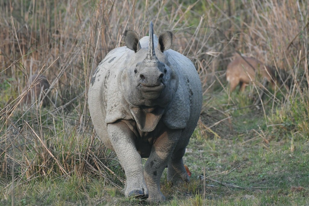 Indian Rhinoceros (Rhinoceros unicornis)