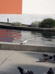 Columba livia domestica