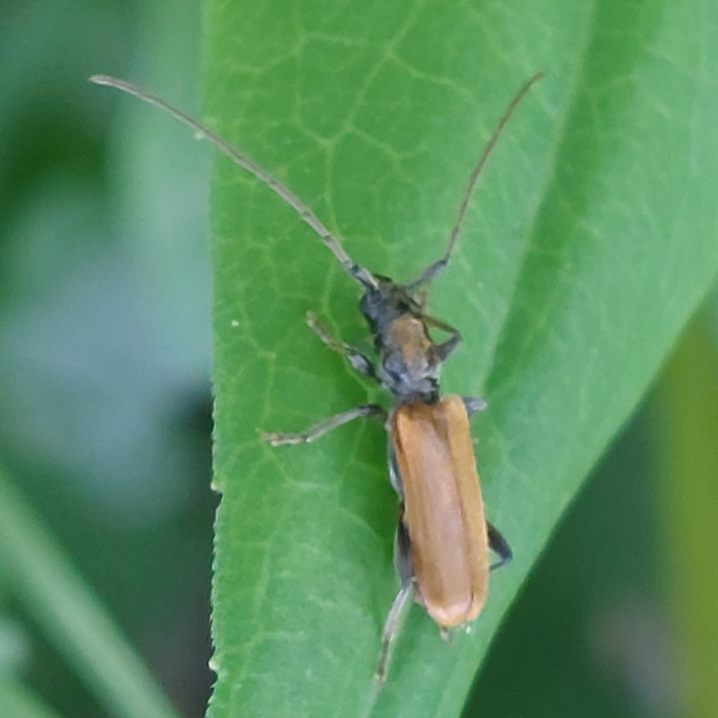 Stenhomalus bicolor