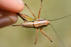 Eupholidoptera bimucronata