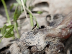 Prochyliza xanthostoma