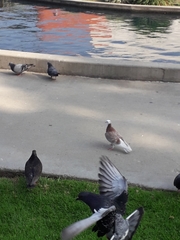 Columba livia domestica