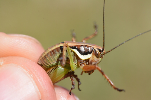Sicilian Marbled Bush-cricket
