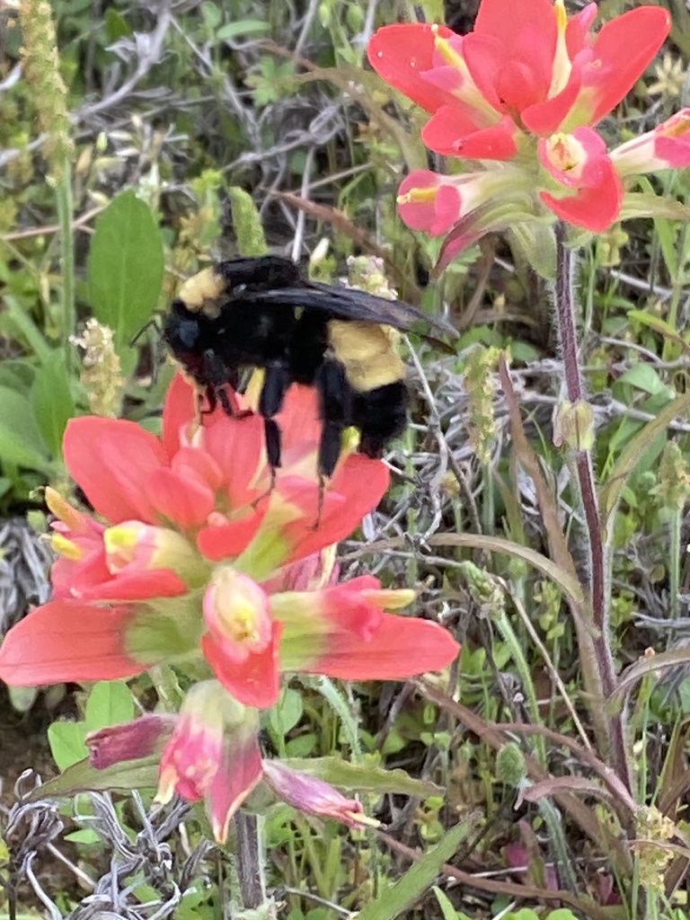 American Bumble Bee From Kingston OK US On April 6 2024 At 05 17 PM american-bumble-bee-from-kingston-ok-us-on-april-6-2024-at-05-17-pm