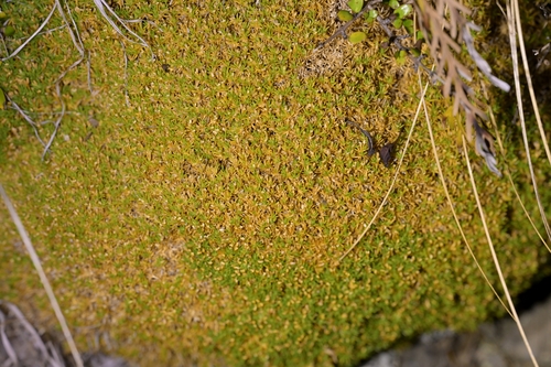 Image of Scleranthus biflorus by (c) Christopher Stephens, some rights reserved (CC BY-SA)