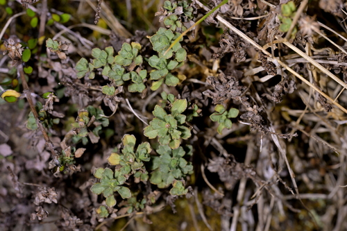 Image of Vittadinia australis by (c) Christopher Stephens, some rights reserved (CC BY-SA)