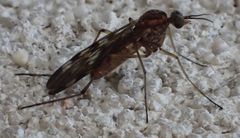 Sylvicola undulatus