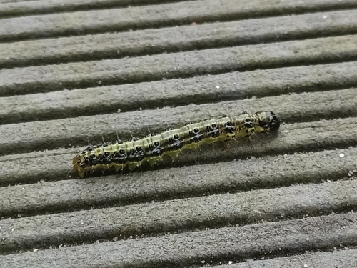 Cydalima perspectalis