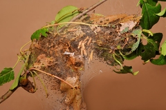 Yponomeuta malinellus