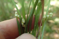 Carex abscondita