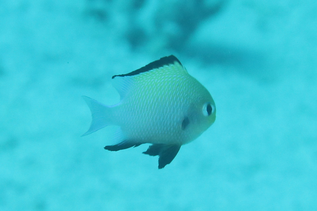 Marginate dascyllus (Dascyllus marginatus) — Pomacentridae