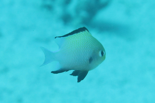 Marginate dascyllus (Dascyllus marginatus) — Pomacentridae