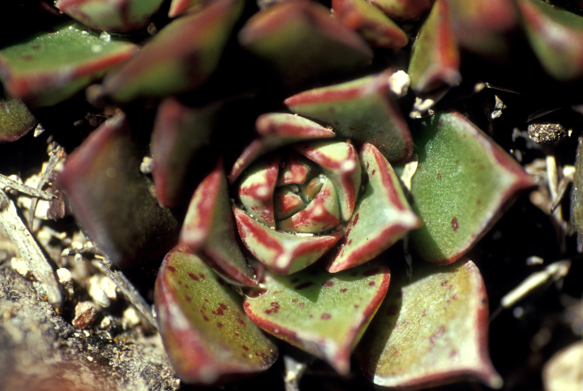 Echeveria longissima