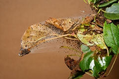 Yponomeuta malinellus