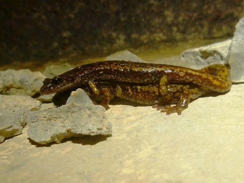 Strinati's Cave Salamander, France, photo 10 of 10