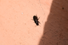 Notiobia