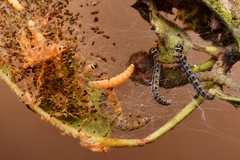 Yponomeuta malinellus