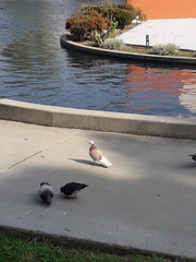 Columba livia domestica