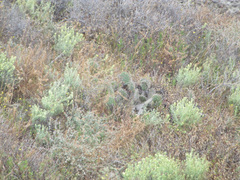 Castilleja grisea