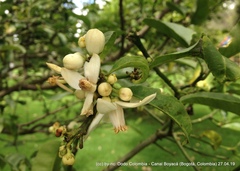 Citrus hystrix