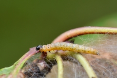 Yponomeuta malinellus