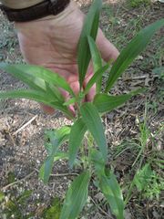 Echinacea angustifolia