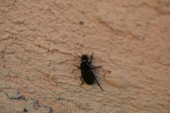 Notiobia